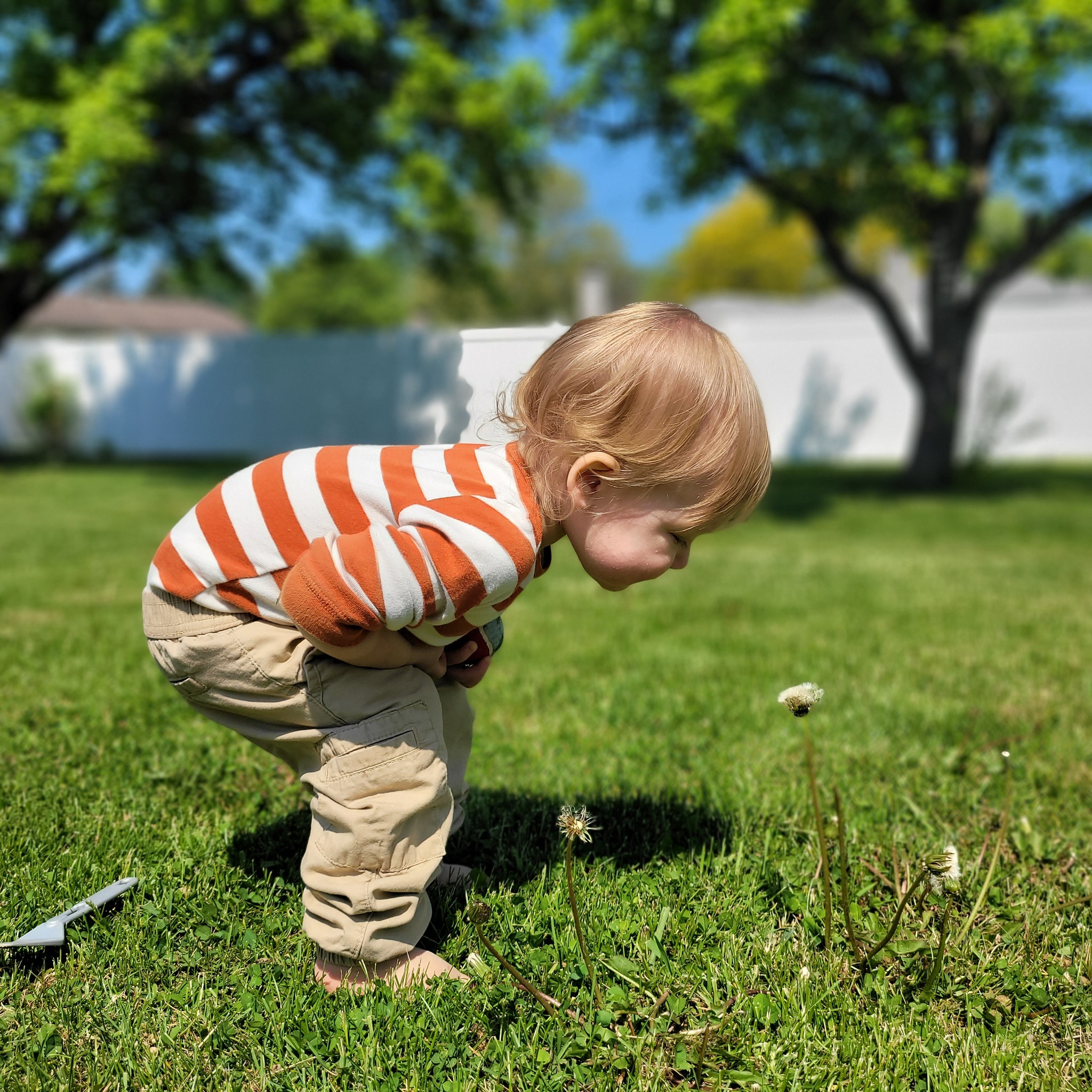 Toddler bending down to examine a dandelion